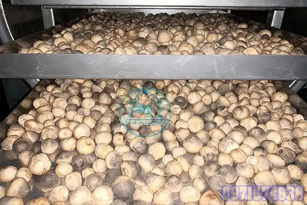 Máy Sấy Nấm Rơm | Phòng Sấy Nấm Rơm Công Nghiệp