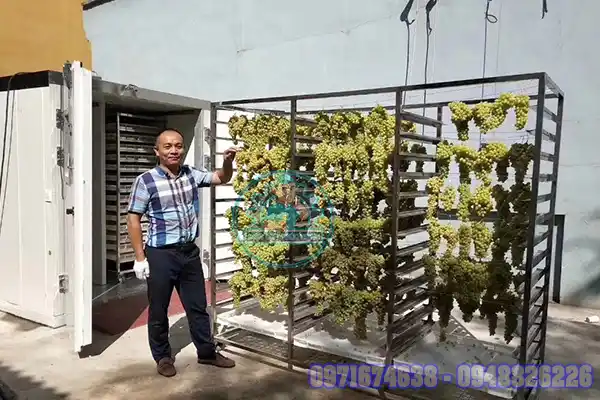 Máy Sấy Nho Khô Công Nghiệp | Phòng Sấy Lạnh, Sấy Bơm Nhiệt