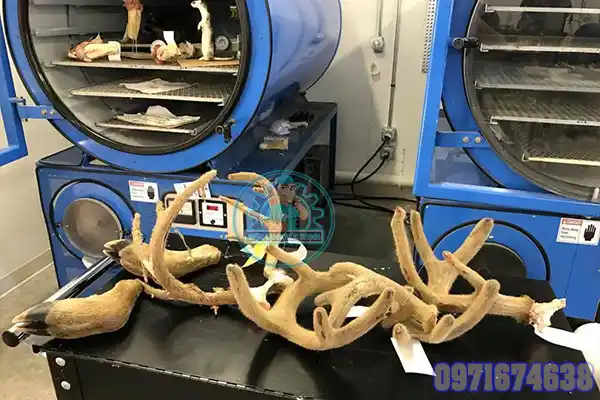 Máy Sấy Nhung Hươu Công Nghiệp | Phòng Sấy Kiểm Soát Nhiệt & Độ Ẩm