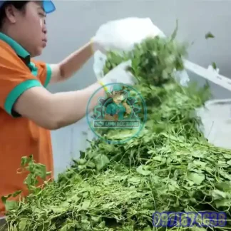 Máy Sấy Rau Má Công Nghiệp | Phòng Sấy Kiểm Soát Nhiệt & Độ Ẩm