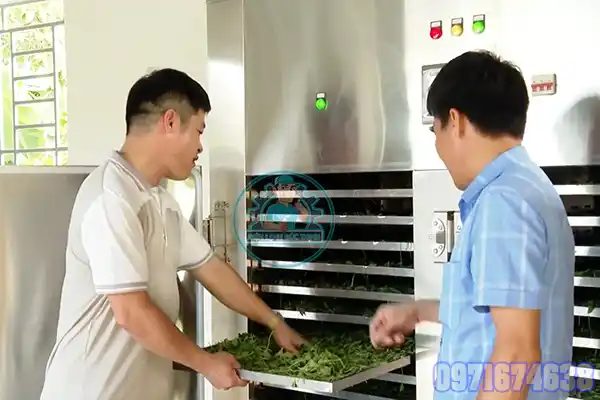 Máy Sấy Rau Má Công Nghiệp | Phòng Sấy Kiểm Soát Nhiệt & Độ Ẩm