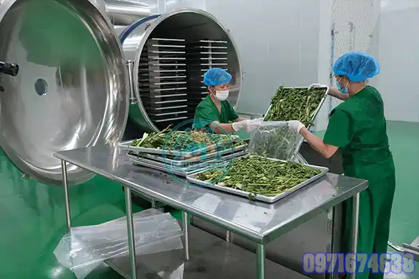 Máy Sấy Rau Má Công Nghiệp | Phòng Sấy Kiểm Soát Nhiệt & Độ Ẩm