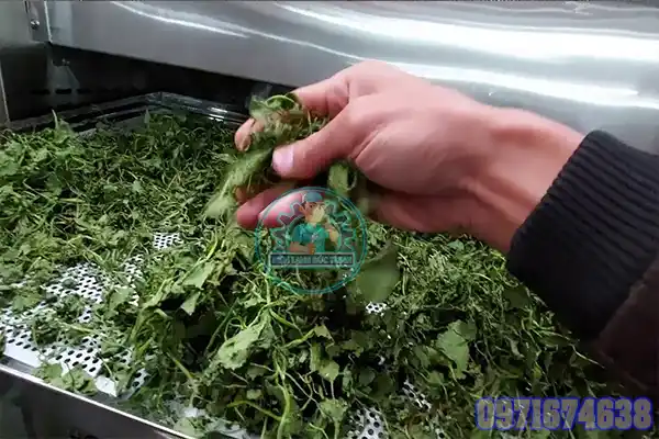Máy Sấy Rau Má Công Nghiệp | Phòng Sấy Kiểm Soát Nhiệt & Độ Ẩm