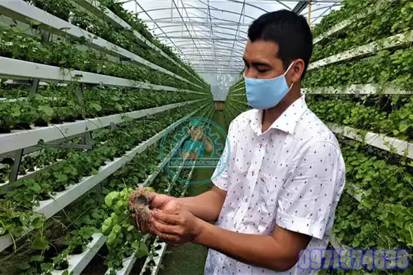 Máy Sấy Rau Má Công Nghiệp | Thi Công Phòng Sấy Trọn Gói