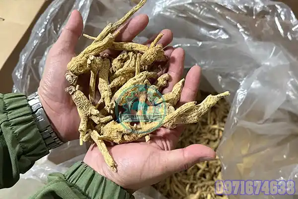 Máy Sấy Tam Thất Công Nghiệp | Phòng Sấy Kiểm Soát Nhiệt Độ & Độ Ẩm