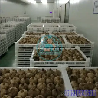 Máy Sấy Tỏi Công Nghiệp | Thi Công Phòng Sấy Trọn Gói