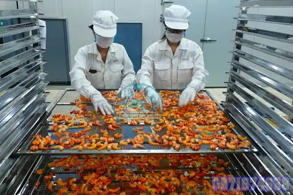 Máy Sấy Tôm Khô | Phòng Sấy Lạnh Tôm Công Nghiệp