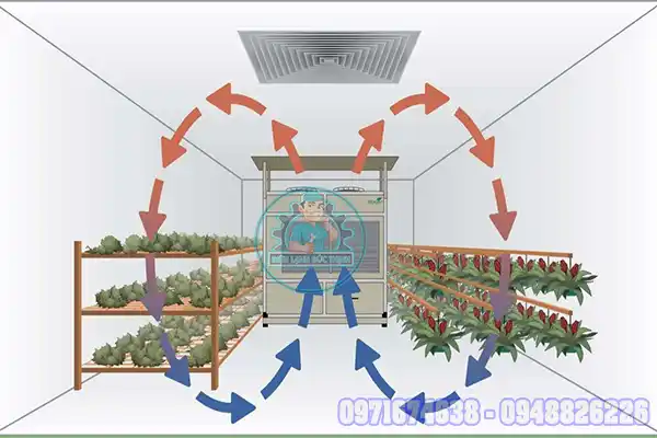 Sấy Nhiệt, Sấy Lạnh Có Mất Màu Không? Mẹo Giữ Màu Thực Phẩm